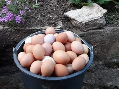 Zbog kćerke Marise smo se okrenuli poljoprivredi i nismo se pokajali
