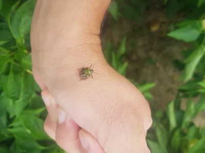 Zelena stjenica