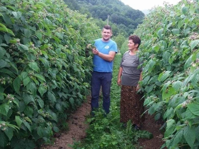 Zemljoradnička zadruga "AT" podiže plantažu lješnika
