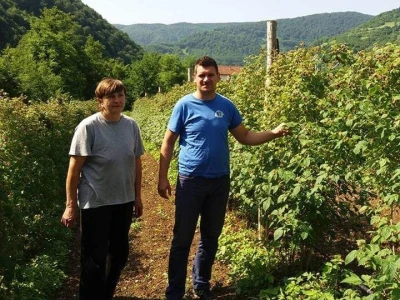 Zemljoradnička zadruga "AT" podiže plantažu lješnika