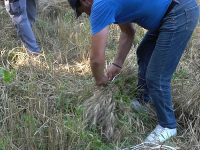 Vršidba pšenice u  Donjoj Lupljanici