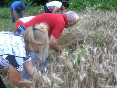 Vršidba pšenice u  Donjoj Lupljanici