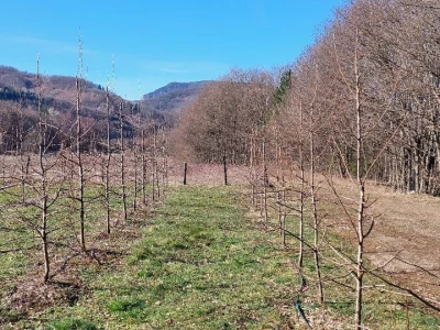 Zimska rezidba krušaka