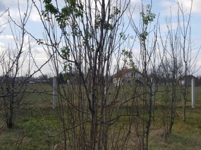 Zimska rezidba šljiva