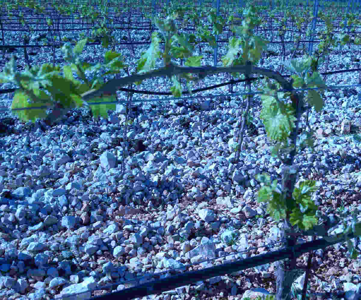 Žilavka