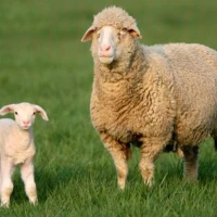 Breed image