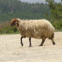 Breed image