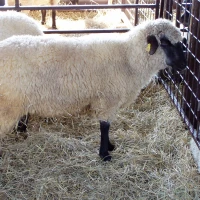 Breed image