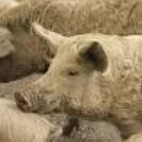 Breed image