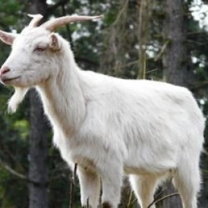 Domaća balkanska rogata koza