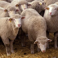 Breed image