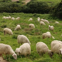 Breed image