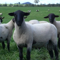 Breed image