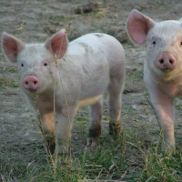 Breed image