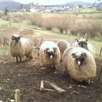 Breed image