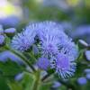 Ageratum