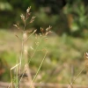 Rosulja tankolisna