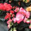 Begonija-