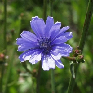 Cikorija
