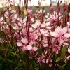 Gaura