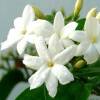 Jasmin