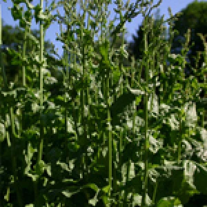 Kiselica
