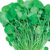 Vrtni borovnjak, kres salata