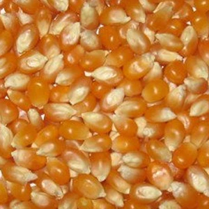 Kukuruz kokičar FAO 500