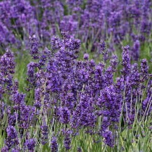 Lavanda