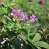 Lucerka