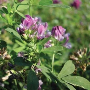 Lucerka