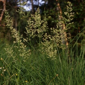 Rosulja bijela
