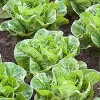 Salata duguljasta, salata romana