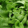 Salata