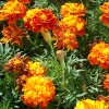 Tagetes