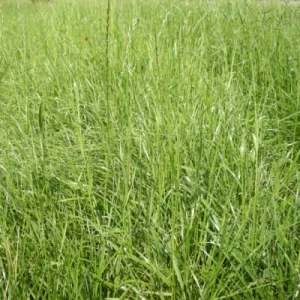 Hibrid između Festuca spp. i Lolium spp.