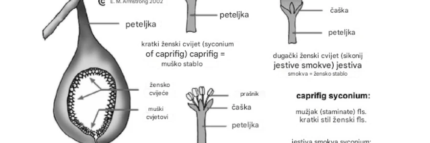 slika morfologija cvijeća u caprifigama i jestivim smokvama
