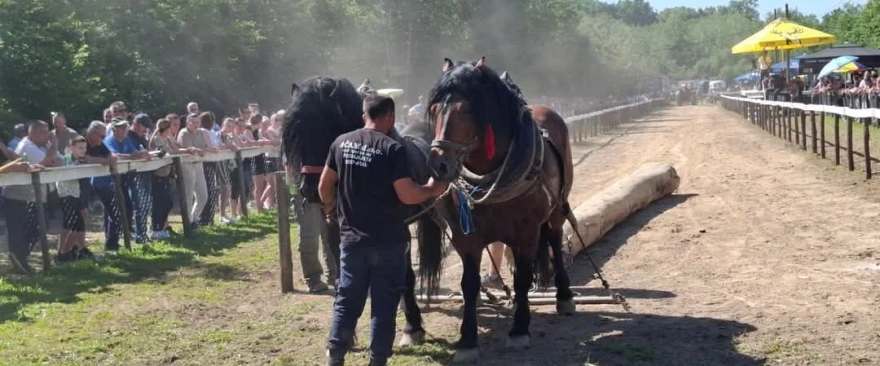 konji na &scaron;traparijadi
