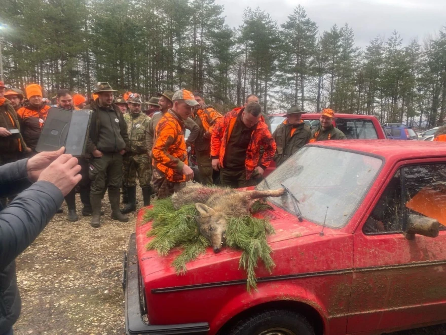ustrijeljeni vuk na haubi automobila, okolo su lovci