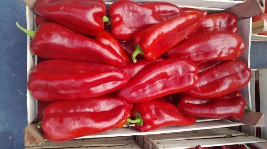 paprika roga