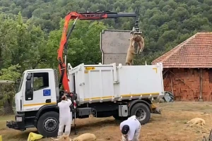 Bolest plavog jezika potvrđena kod ovaca na dva gazdinstva u Srbiji