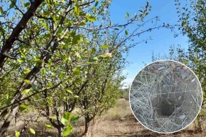 Poljski miševi i voluharice prave probleme u voćnjacima: Koje mjere preduzeti?