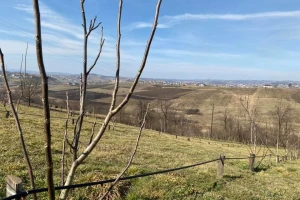 Jesenji tretman na orahu i lješnjaku - čime zaštititi?