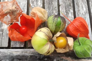 Tri vrste roda Physalis - nazivaju ih jagodom, paradajzom i paprikom