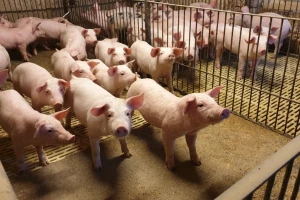 Higijena na farmi ima važnu ulogu u težini toka bolesti afričke svinjske kuge