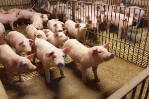 Afrička svinjska kuga i dalje će uticati na globalno tržište mesa