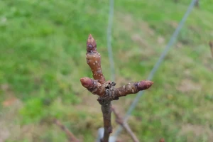Kako prepoznati rodne pupoljke za narednu sezonu i zašto je važna rezidba?