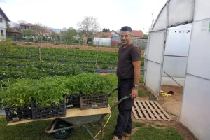 Jelešković: Ubacivanje bumbara u plastenik kao rješenje za slabiju oplodnju