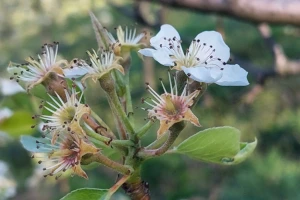 Tople jeseni mijenjaju voćarstvo: I kruške počele cvjetati!