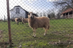 Divlje zvijeri zaklale 13 ovaca u selu Suvaja?
